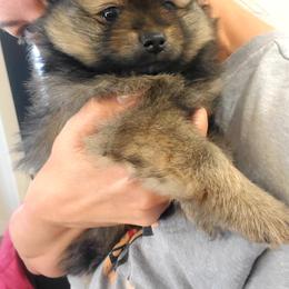 Carl Dean - Orange sable male Pomeranian puppy in Saint Charles, Missouri from Bisous Pomeranians & Heartland Sh