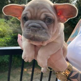French Bulldog Puppies from Private Reserve French Bulldogs