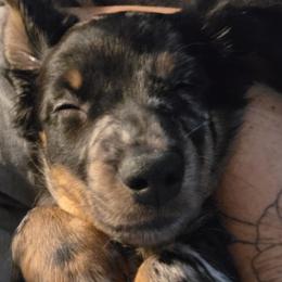 Dachshund Puppies from Kristin Stragey