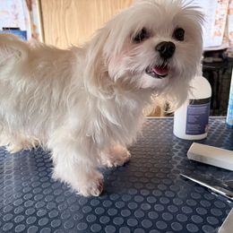 NDCaramel - White female Maltese puppy in Snowville, Utah from Navabo Diamond