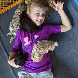 Labradoodle Puppies from Tug Hill Mini Labradoodles