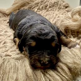 Coral - Black phantom female Assorted Doodle Crosses puppy in Waco, Georgia from Huff Family Doxies & Doodles