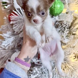 Chocolate Blue Sow Charting 3-3.5 lbs - Chocolate blue female Chihuahua puppy in Williamsburg, Virginia from PAWSitive Cheeky Chihuahuas