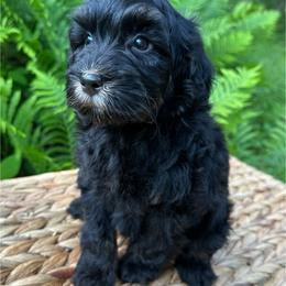 Finley - Phantom male Bernedoodle puppy in Thornville, Ohio from Four Front Doodles & Friends