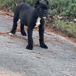 Cane Corso Puppies from Better Than You Cane Corso’s