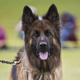 Telsa - German Shepherd