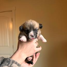Ein - Red male Pembroke Welsh Corgi puppy in Springfield, Missouri from Hansen Corgis