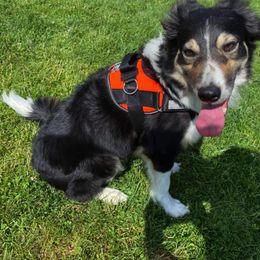 Border Collie and Labrador Retriever All Grown Up from Steppinstone Dog Training and Labradors