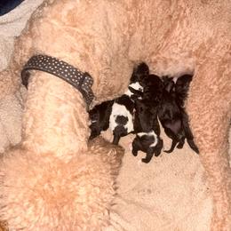 Apollo - Black male Poodle puppy in Meadowbrook, California from Standard Poodle Pups