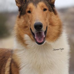 Cooper - Collie