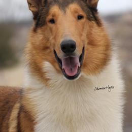 Cooper - Collie