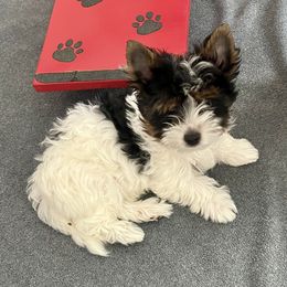 Biewer Terrier Puppies from Bouquet Biewers