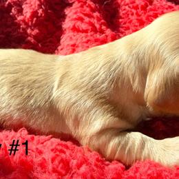 Boy 1 - Red male Dachshund puppy in Cherokee, Oklahoma from Special “K” Dachshunds