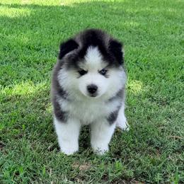 Lua boy 3 - Black and white male Pomsky puppy in Enid, Oklahoma from Mile Hi Pomskies