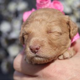 Siena - Apricot female Goldendoodle puppy in Forney, Texas from Diamond Doodle Pups and Poodles