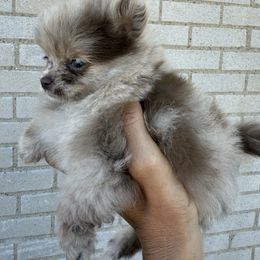 Akc tea cup blue diamond - Lavender female Pomeranian puppy in Wyandotte, Michigan from FAITHOPELOVE POMS KENNELS