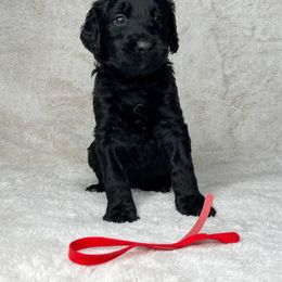 Goldendoodle and Poodle Puppies from Poodles and Doodles By Grace