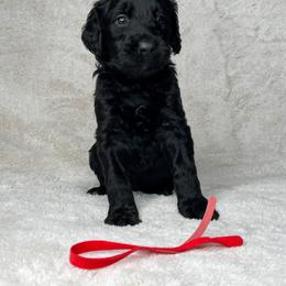 Goldendoodle and Poodle Puppies from Poodles and Doodles By Grace