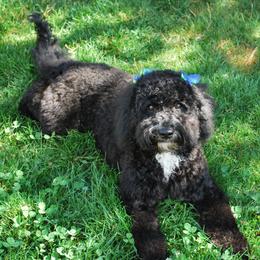 Willow - Australian Labradoodle