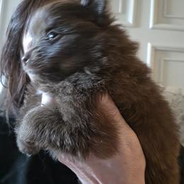 Choco - Chocolate parti female Pomeranian puppy in Benbrook, Texas from J & B Pomeranians/Pomsky's L.L.C