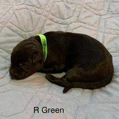 Girl 3 - German Shepherd puppy from Von Cluskey German Shepherds