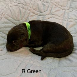 Girl 3 - German Shepherd puppy from Von Cluskey German Shepherds