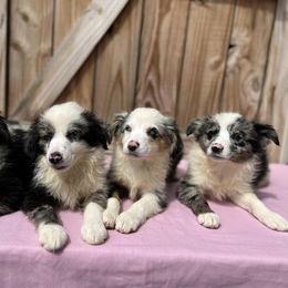 Aussiedoodle, Miniature Australian Shepherd, Pomeranian, and Toy Australian Shepherd Puppies from SBA Aussies