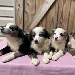 Aussiedoodle, Miniature Australian Shepherd, Pomeranian, and Toy Australian Shepherd Puppies from SBA Aussies