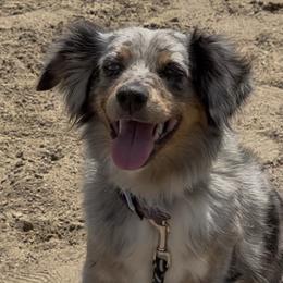 ECC Rayna - Miniature American Shepherd