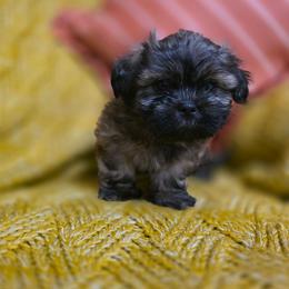 Doralee - Brown female Shichon puppy in Ronda, North Carolina from Willow River