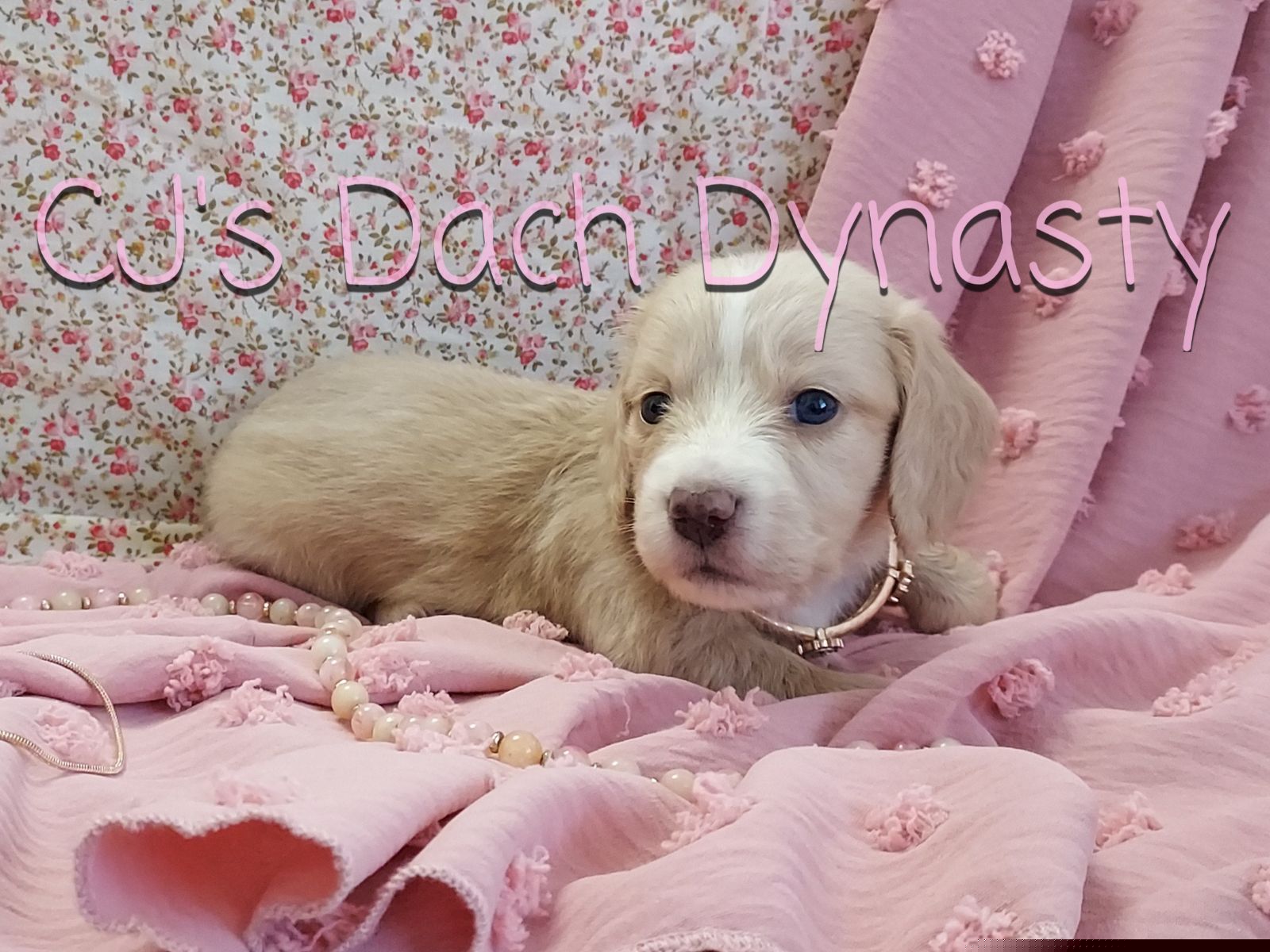 STARLING 4000 - Cream female Dachshund puppy in Gatesville, Texas from CJ's Dach Dynasty
