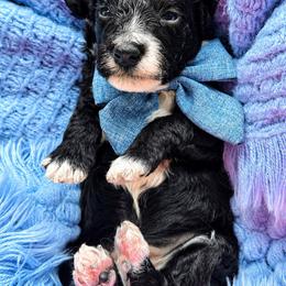 Domino - Black and white male Bernedoodle puppy in Otisville, Michigan from Danie’s Darling Doodles LLC