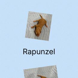 AKC Rapunzel - Apricot female Poodle puppy in Harrisburg, Arkansas from Ransone’s Ridge Runners Poodles and Doodles