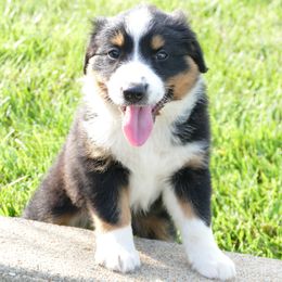 Boy 1 - Mack - Tri-colored male English Shepherd puppy in California, Missouri from Oerly's English Shepherds
