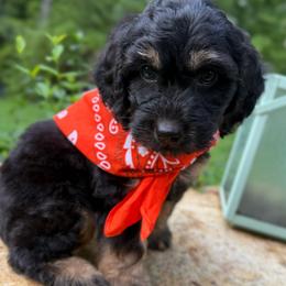 Chip - Black tri-color male Aussiedoodle puppy in Chattanooga, Tennessee from Leafy Acre Mini Farm