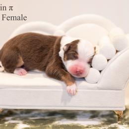 Pumpkin pie - Red tri-color female Miniature American Shepherd puppy in Groesbeck, Texas from Epic Miniature American Shepherds