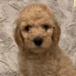 Boy 3 - Labradoodle puppy in California from Daisy Uribe's Labradoodles