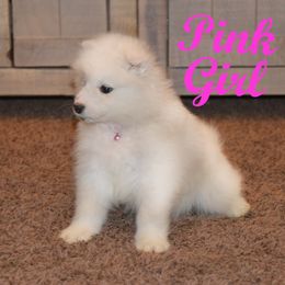 Girl 1 - Samoyed puppy in West Jordan, Utah from My Samoyed Family
