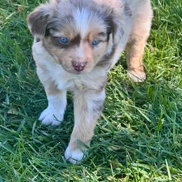 Pinkie Pie - Red merle female Australian Shepherd puppy in California from Eagle River Aussies