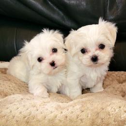 Maltese and Morkie Puppies from K and E Small Breed Puppies