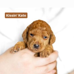 Poodle Puppies from Pawsable Prospects