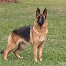 Ruby - German Shepherd