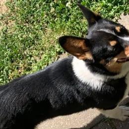 American Corgis and Pembroke Welsh Corgis from Sws Corgis