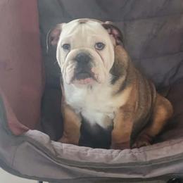Brooks - Red and white male Bulldog puppy in Hillsdale County, Michigan from KZ Bullies LLC
