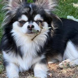 Gracie - Chihuahua
