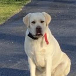 Rumor - Labrador Retriever