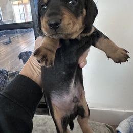Dachshund Puppies from Wrangling Dachshunds