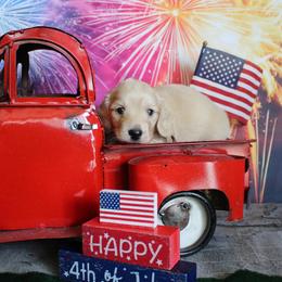 Alvin - Cream male Dachshund puppy in Pace, Florida from Shoebox Doxie’s