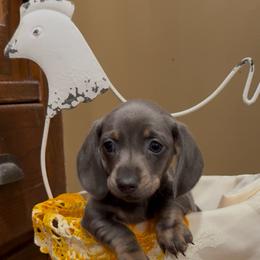 Boy 2 - Blue and tan male Dachshund puppy in La Fayette, Illinois from Dachshunds of Tales