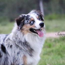 Sloan - Miniature Australian Shepherd